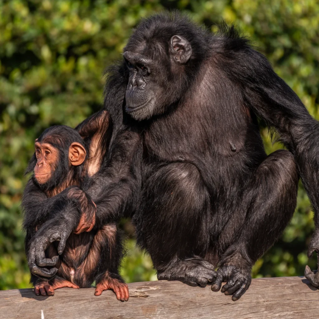 chimpanzee sanctuary kenya, sweetwaters serena camp safari, sweetwaters chimpanzee sanctuary