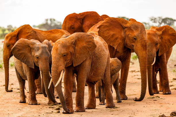 tsavo east national park, Tsavo safari tours Kenya