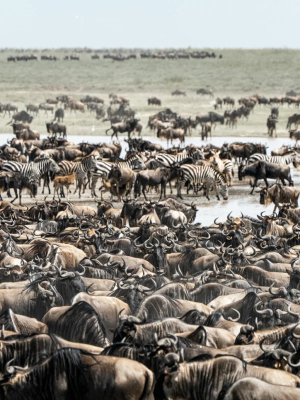 great migration kenya, Maasai Mara safari package, masai mara wildebeest migration safari