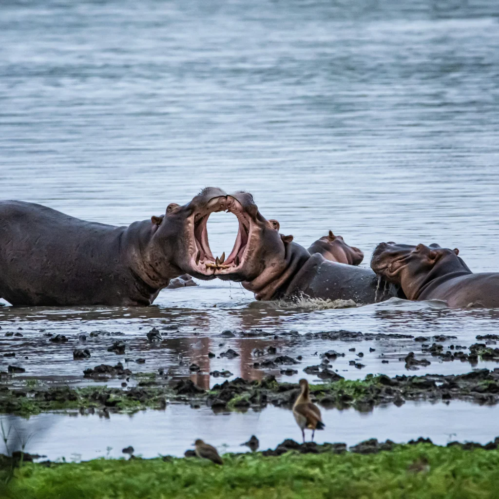 Meru national park safari