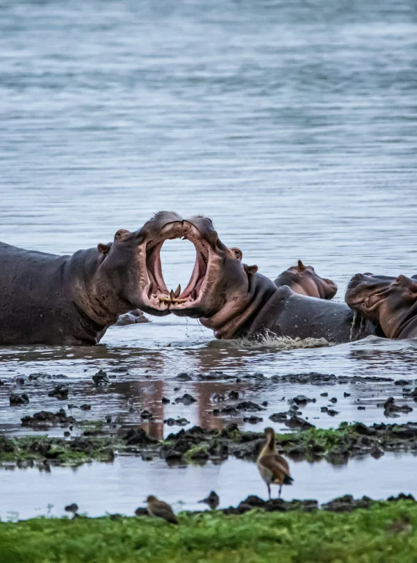 Meru national park safari