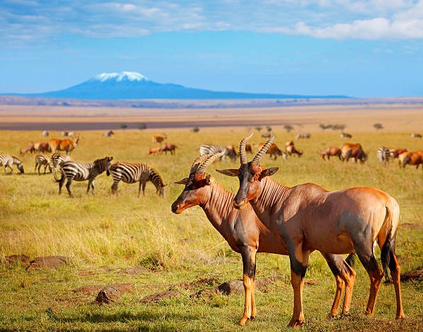 Amboseli and masai mara safari