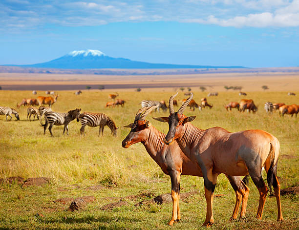 Amboseli and masai mara safari