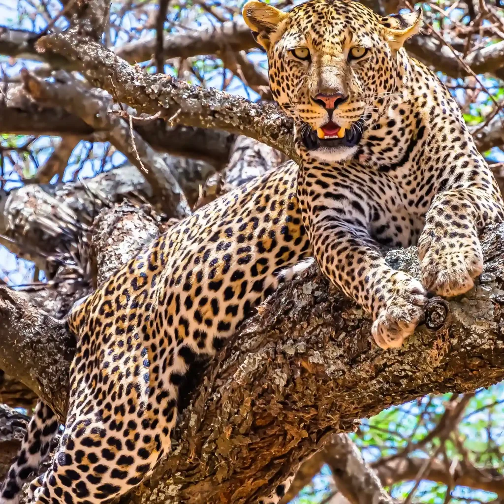 lewa conservancy safari