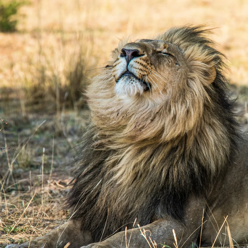 Tanzania safari package