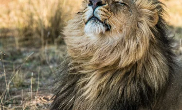 Luxury Kenya & Livingstone Safari