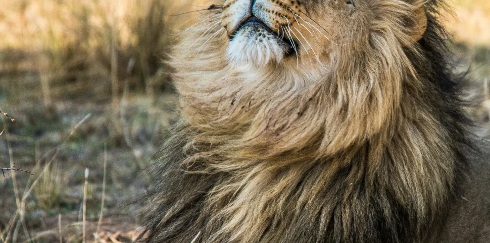 Luxury Kenya & Livingstone Safari