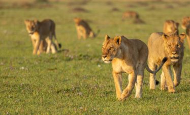 kenya and tanzania safari package, 15-day Kenya and Tanzania safari package, tanzania luxury safari, Luxury Tanzania Safari and Zanzibar Beach Holiday