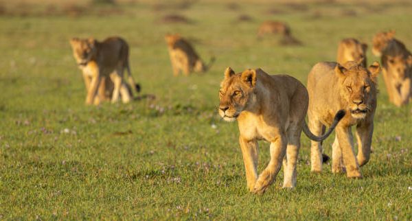 kenya and tanzania safari package, 15-day Kenya and Tanzania safari package, tanzania luxury safari, Luxury Tanzania Safari and Zanzibar Beach Holiday, Luxury Kenya and Tanzania safari, tanzania safari tour, 12-Day Africa Great Migration & Big Five Safari from Nairobi