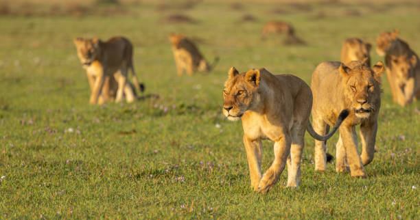 kenya and tanzania safari package, 15-day Kenya and Tanzania safari package, tanzania luxury safari