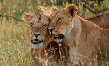 ol pejeta private safari, 3 Days Ol Pejeta Safari