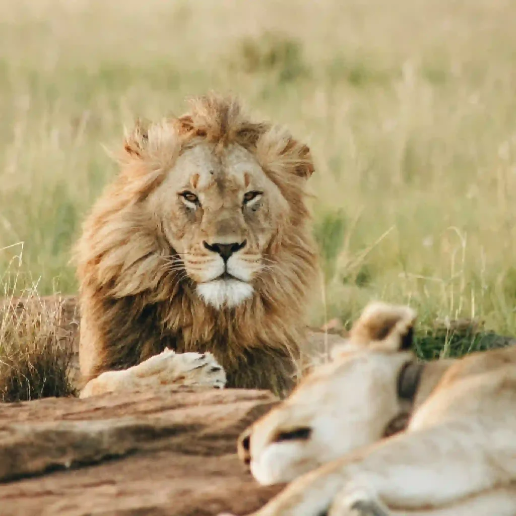 serengeti wildlife, luxury african safari kenya