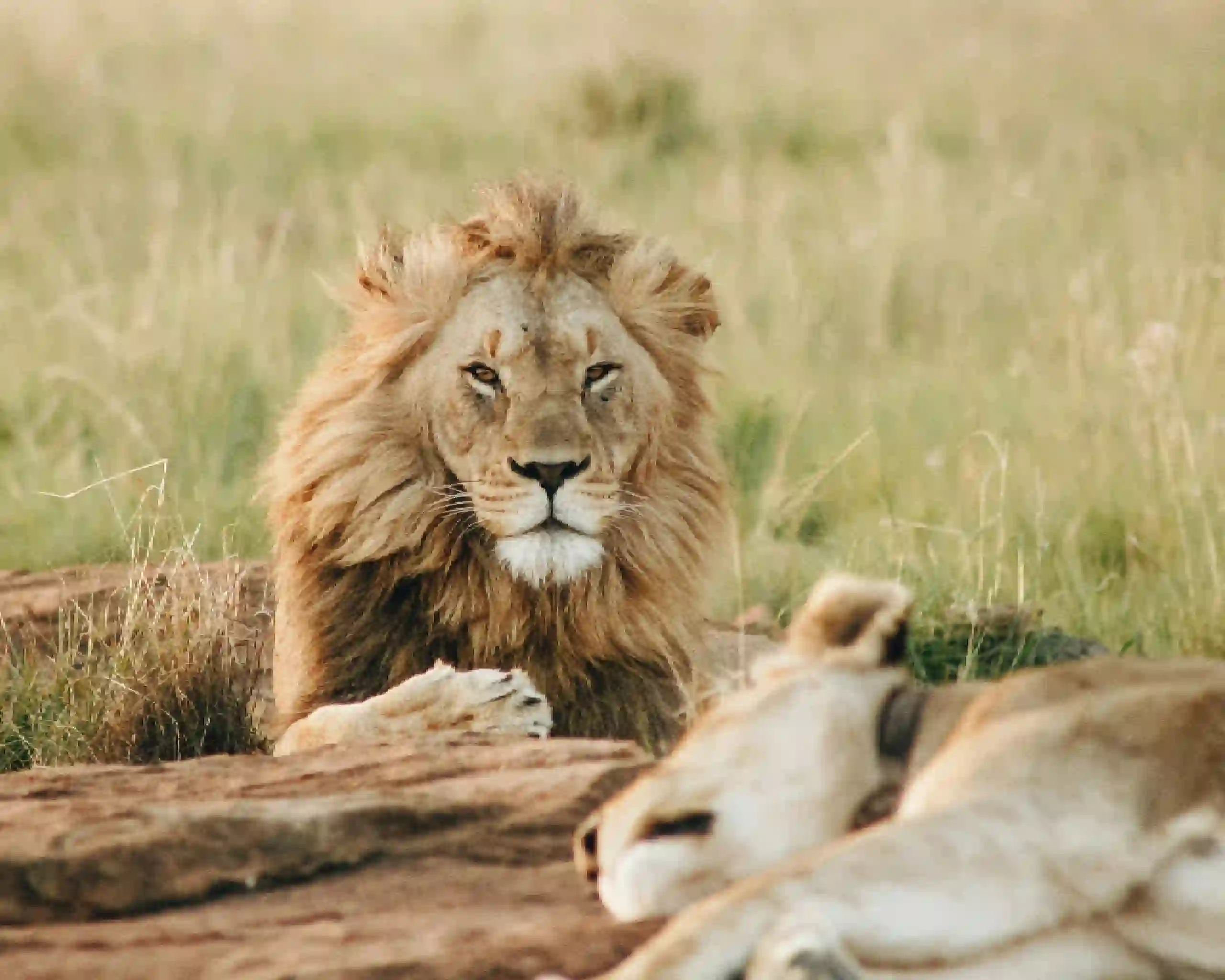 serengeti wildlife, luxury african safari kenya