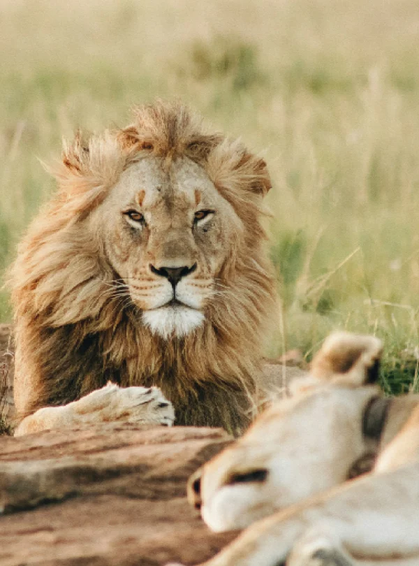 kenya big five animals, Nyerere National Park safari