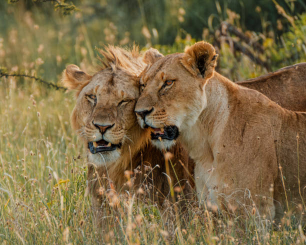ol pejeta private safari