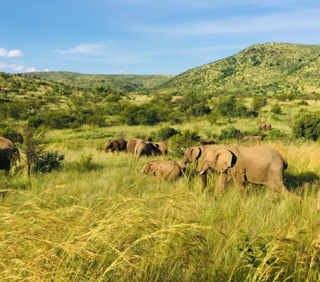 masai mara conservancies kenya' mara naibosho conservancy wildlife
