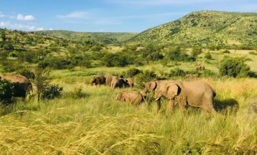 masai mara conservancies kenya' mara naibosho conservancy wildlife, kenya luxury safari tour, 9-Day Kenya Bush Adventure and Beach Holiday Safari, Kenya safari package