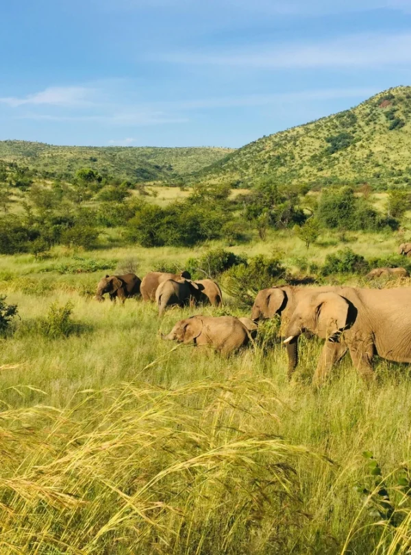 masai mara conservancies kenya' mara naibosho conservancy wildlife, kenya luxury safari tour, 9-Day Kenya Bush Adventure and Beach Holiday Safari, Kenya safari package