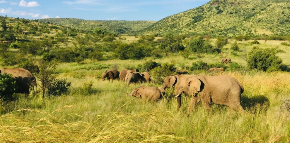 masai mara conservancies kenya' mara naibosho conservancy wildlife, kenya luxury safari tour, 9-Day Kenya Bush Adventure and Beach Holiday Safari