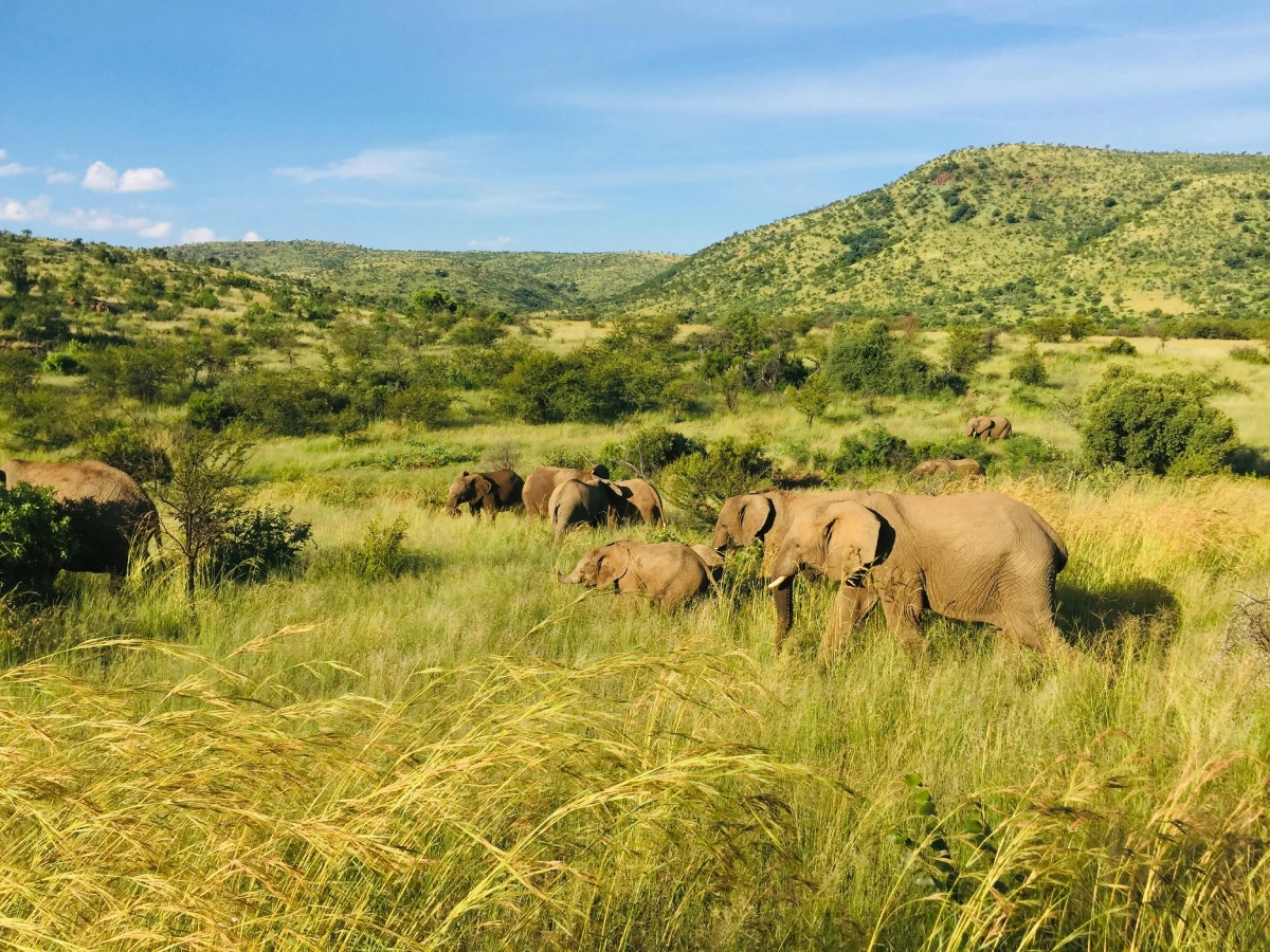 masai mara conservancies kenya' mara naibosho conservancy wildlife, kenya luxury safari tour, 9-Day Kenya Bush Adventure and Beach Holiday Safari