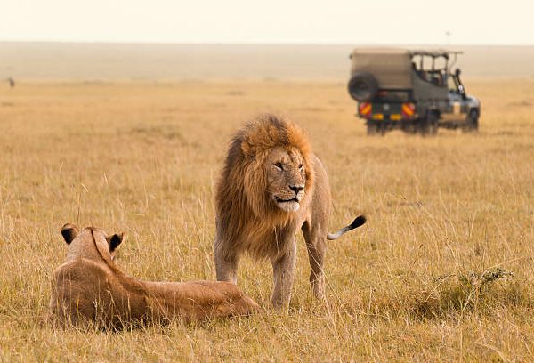 masai mara safari experience, masai mara game drive, Big Five Safari Kenya and Tanzania