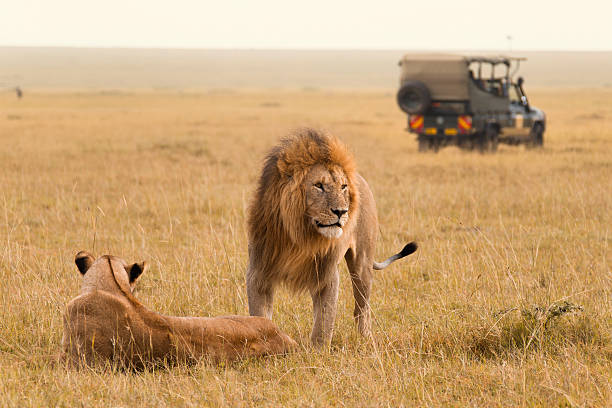 masai mara safari experience