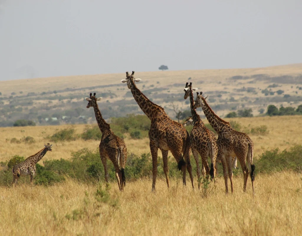 masai mara safari, masai mara conservancies kenya, things to do in Mara Naboisho Conservancy