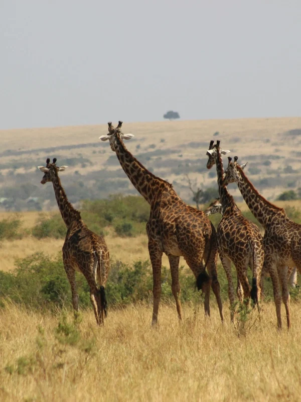 masai mara safari, masai mara conservancies kenya, things to do in Mara Naboisho Conservancy, masai mara luxury safari