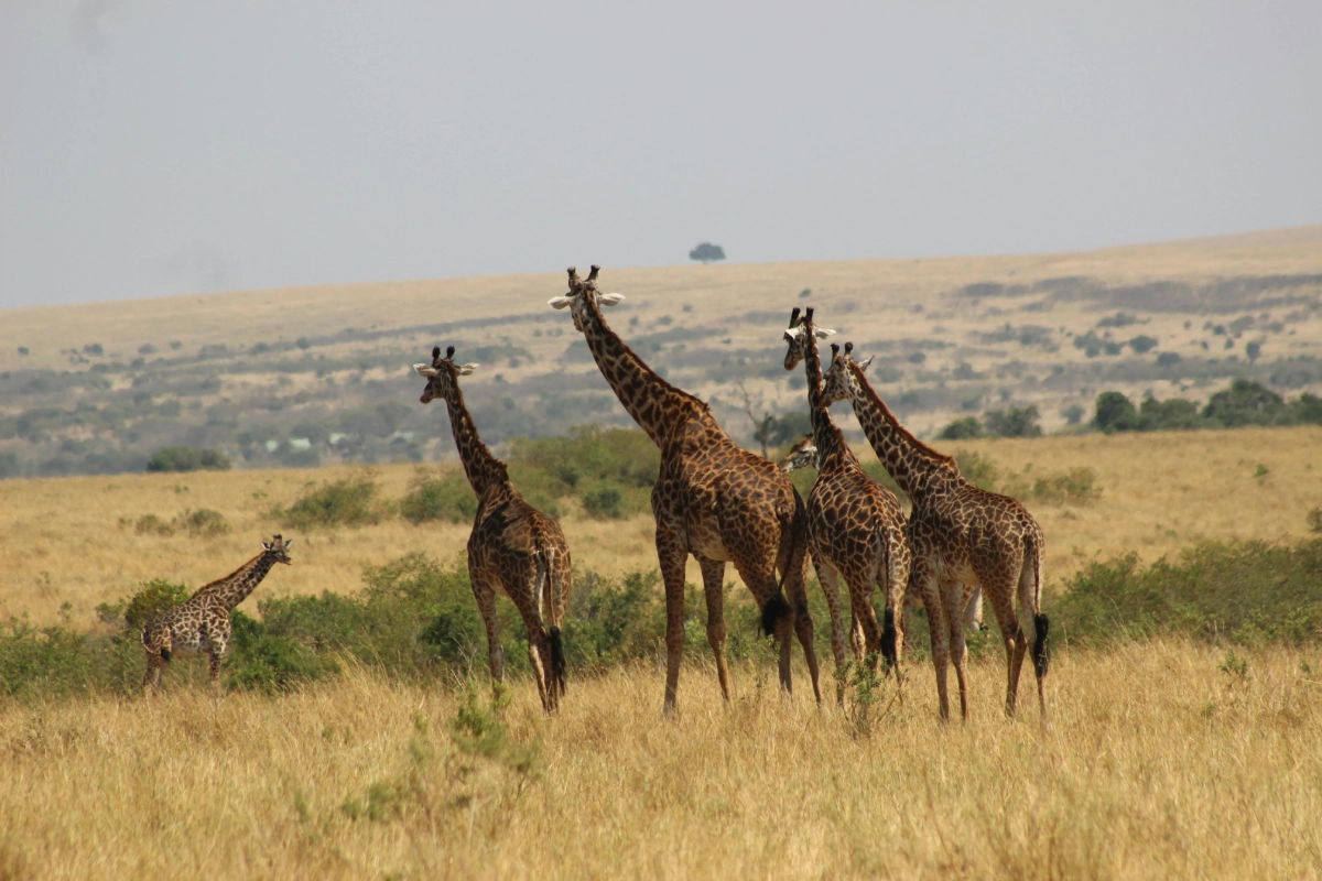 masai mara safari, masai mara conservancies kenya, things to do in Mara Naboisho Conservancy, masai mara luxury safari