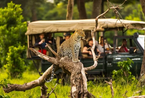 luxury kenya safari, Kenya safari and beach package