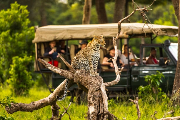 luxury kenya safari