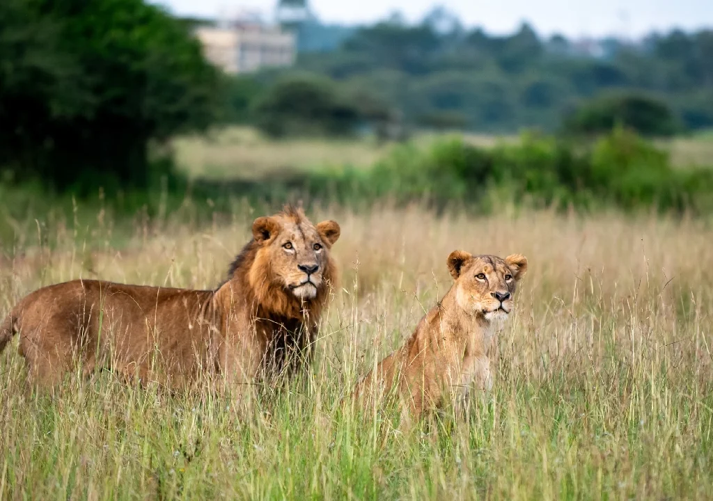 nairobi national park day trip, 1 Day Nairobi National Park Escape, Kenya conservation safari