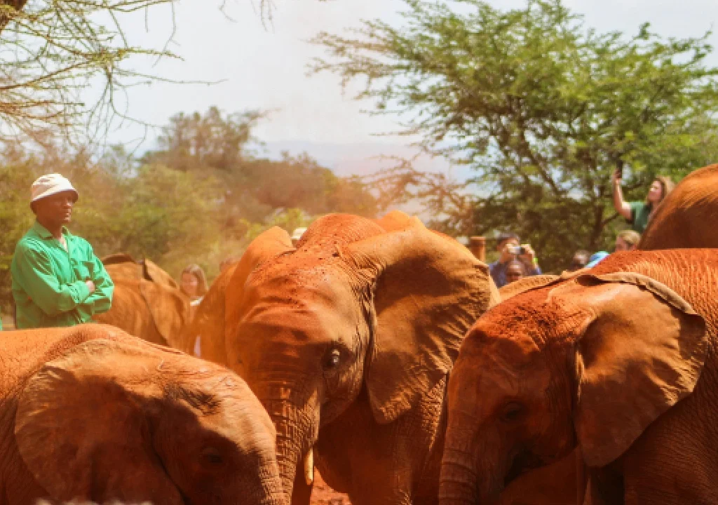 nairobi national park tours