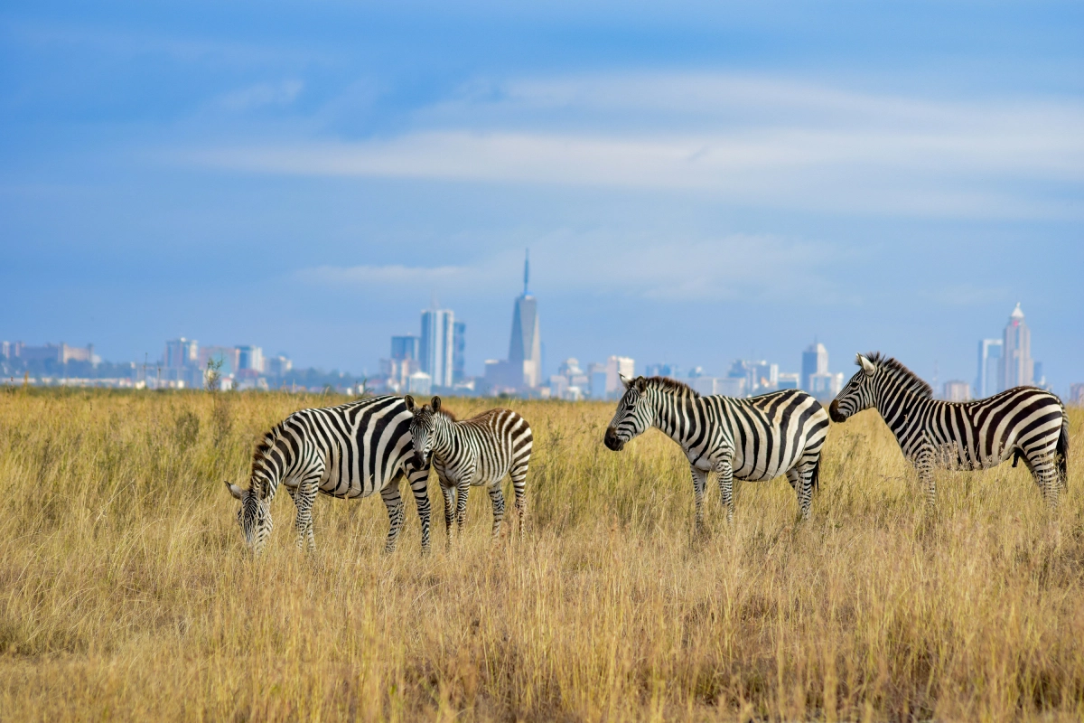 nairobi national park, nairobi national park day tour, Nairobi Safaris