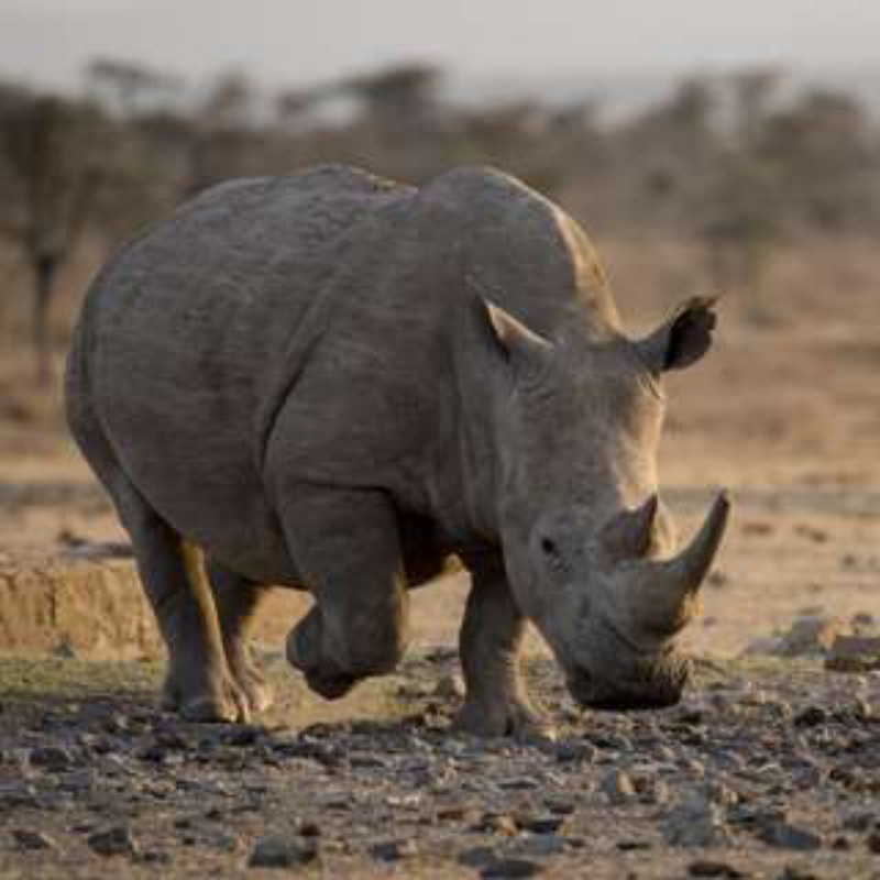 ol pejeta conservancy, 2-Day Ol Pejeta Conservancy Private Safari, 10-day kenya safari