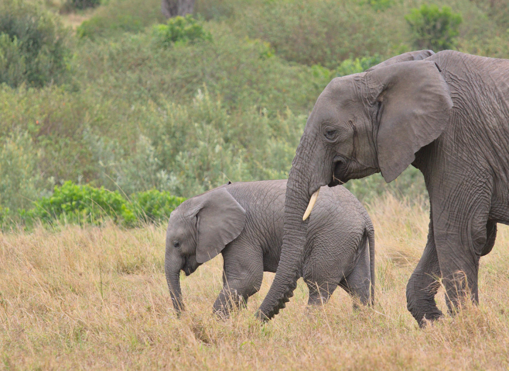 About Crystal Tours Kenya