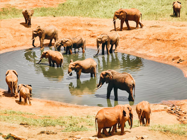 masai mara conservancies kenya