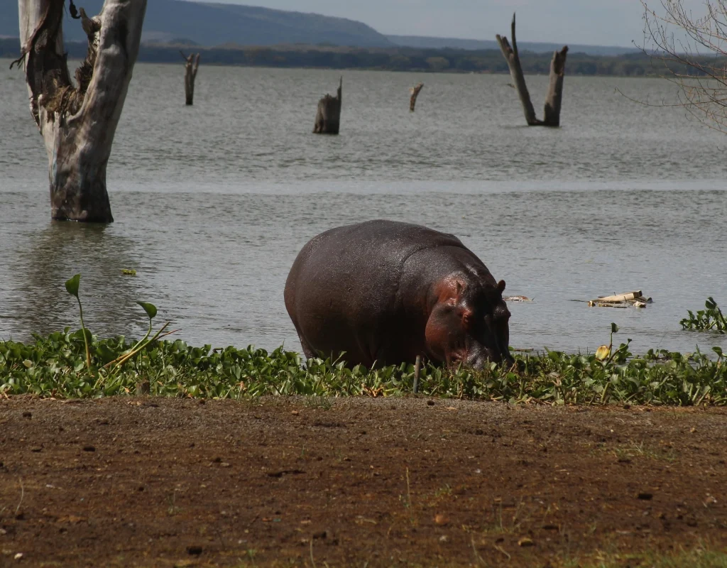 7 Day Perfect Family Safari in Kenya