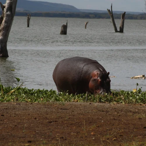 7 Day Perfect Family Safari in Kenya