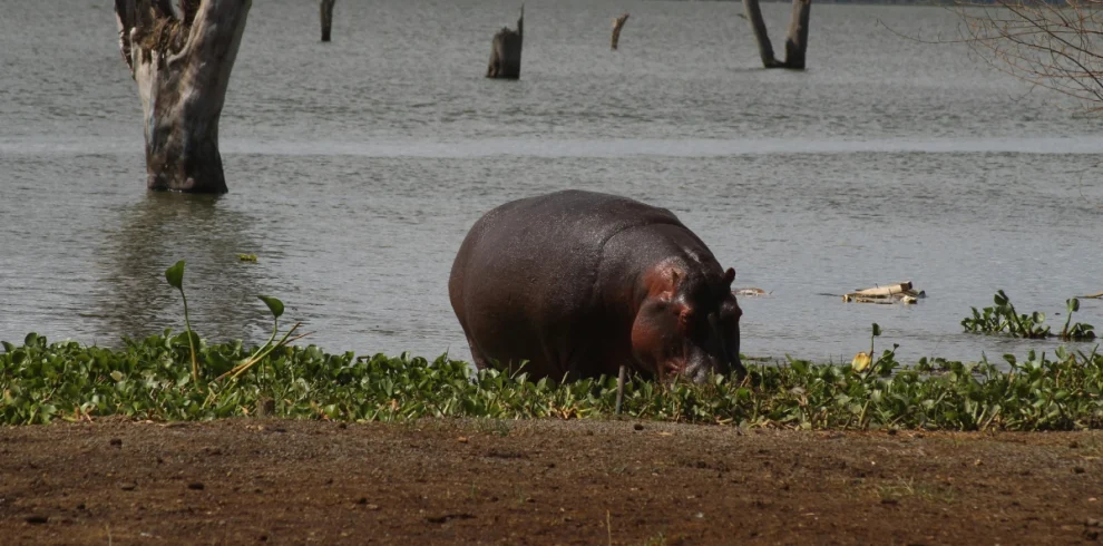 7 Day Perfect Family Safari in Kenya