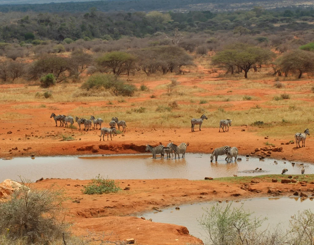 2-Day Taita Hills Wildlife Sanctuary Train Package, taita hills safari