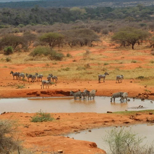 2-Day Taita Hills Wildlife Sanctuary Train Package, taita hills safari