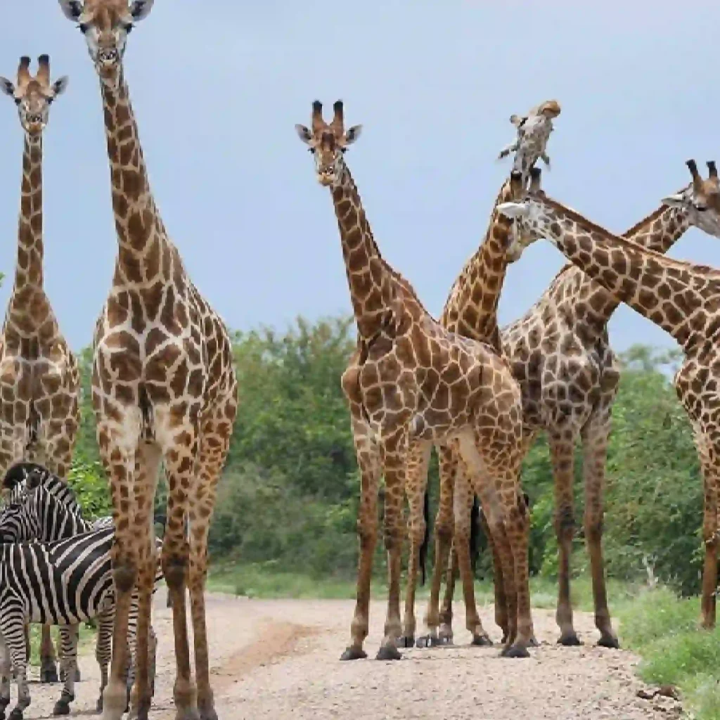 tanzania safari holiday
