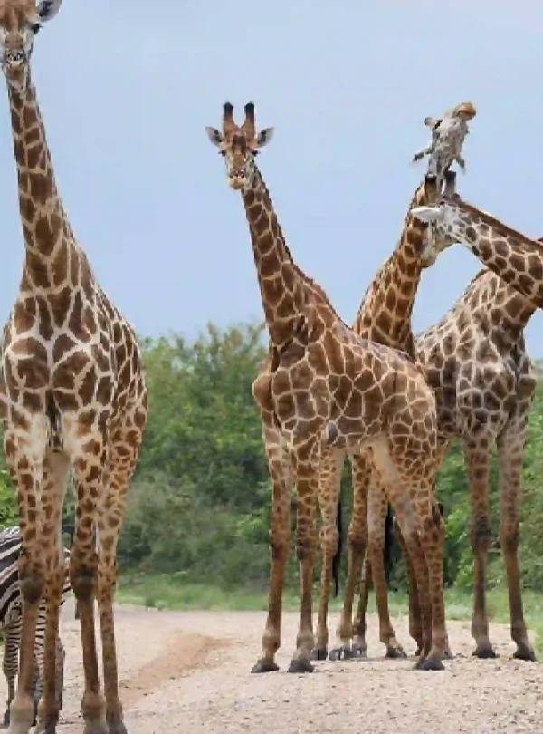 tanzania safari holiday