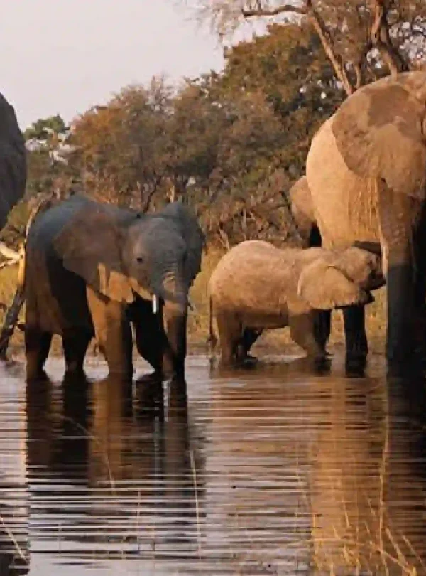 wildlife conservation tours Kenya, Marsabit National Park Safari Online Booking at Crystal Tours Kenya, african safari