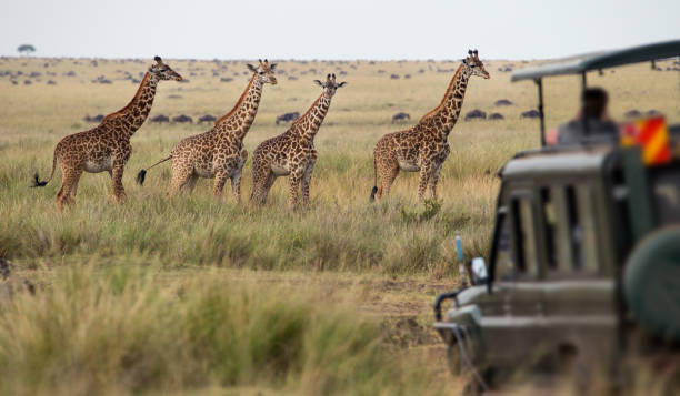 Top East Africa National Parks