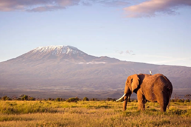 Amboseli Safari Booked Online Through Crystal Tours Kenya