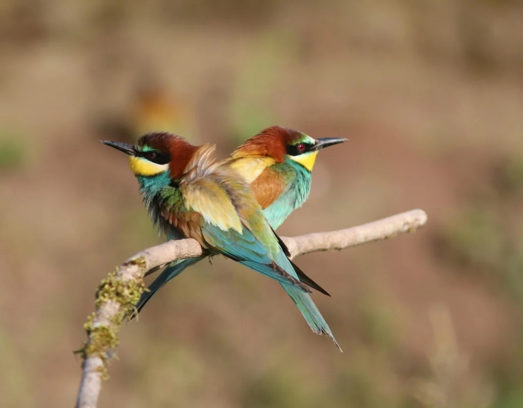 things to do in samburu national reserve' things to do on safari