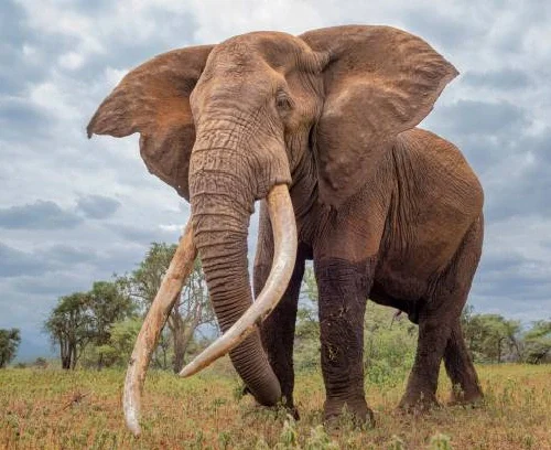 Elephant Research_ amboseli Safari Booked Online Through Crystal Tours Kenya, Laikipia and Masai Mara Luxury Safari