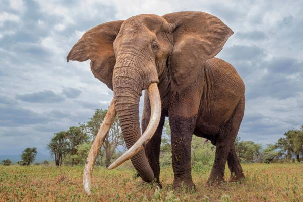 Elephant Research_ amboseli Safari Booked Online Through Crystal Tours Kenya, Laikipia and Masai Mara Luxury Safari